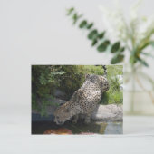 Gepard-b-1 Postkarte (Stehend Vorderseite)