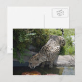Gepard-b-1 Postkarte (Vorne/Hinten)