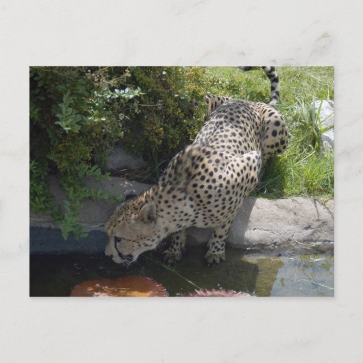 Gepard-b-1 Postkarte (Vorderseite)