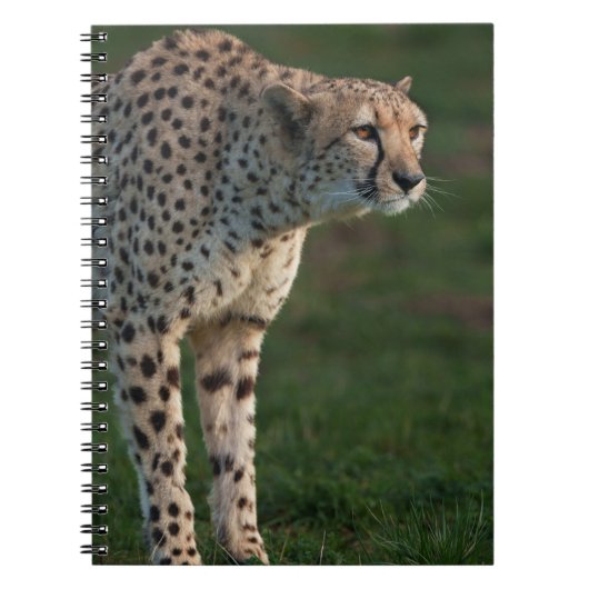 Gepard bereit notizblock (Vorderseite)