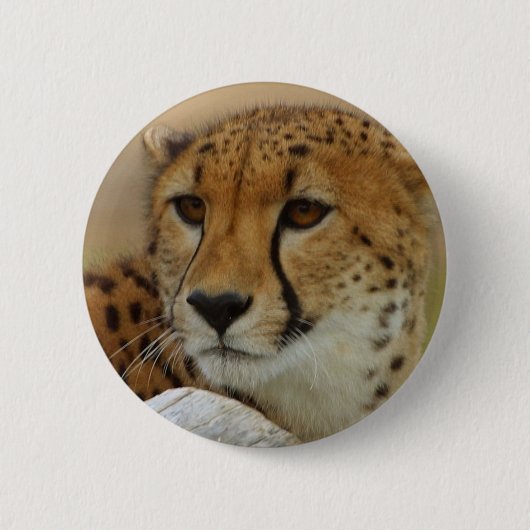 Gepard Button (Vorderseite)