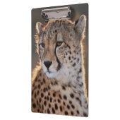 Gepard, der weg schaut klemmbrett (Links)