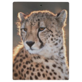 Gepard, der weg schaut klemmbrett (Rückseite)