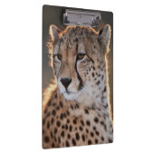 Gepard, der weg schaut klemmbrett (Rechts)