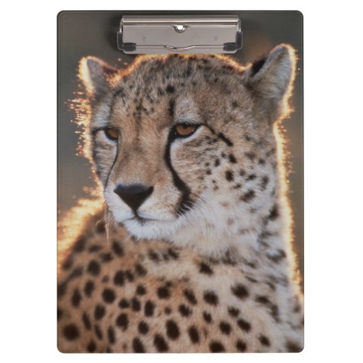 Gepard, der weg schaut klemmbrett (Vorderseite)
