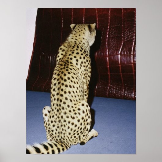 Gepard-Druck Poster (Vorne)