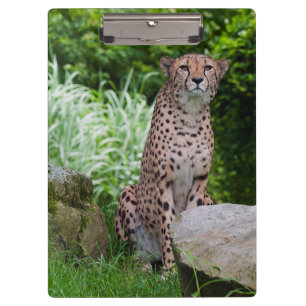 Gepard-Foto-Zwischenablage Klemmbrett