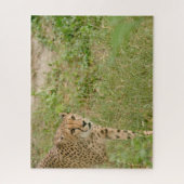 Gepard Großkatzen. Puzzle (Vertikal)
