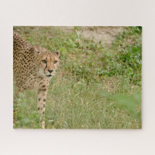 Gepard Großkatzen. Puzzle (Horizontal)