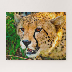 Gepard Großkatzen. Puzzle