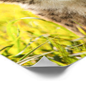 Gepard im Gras Poster (Ecke)