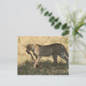 Gepard isst postkarte (Stehend Vorderseite)