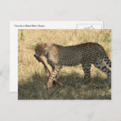 Gepard isst postkarte (Vorne/Hinten)