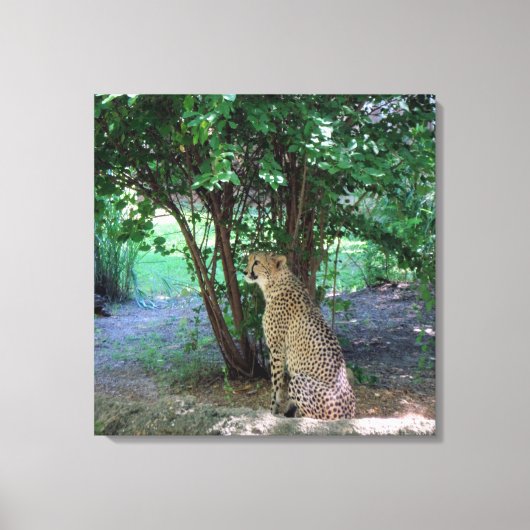 Gepard Leinwanddruck (Vorderseite)