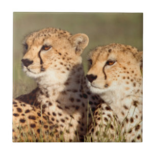 Gepard liegt im Gras, Ngorongoro Conservation Fliese