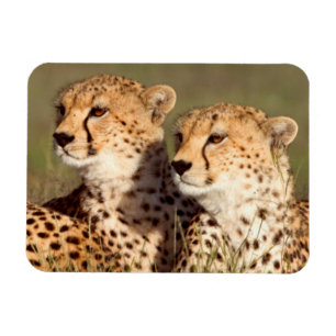 Gepard liegt im Gras, Ngorongoro Conservation Magnet