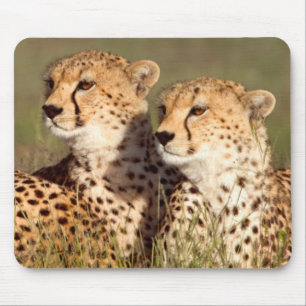 Gepard liegt im Gras, Ngorongoro Conservation Mousepad