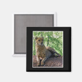 Gepard Magnet (Vorderseite/Rückseite)