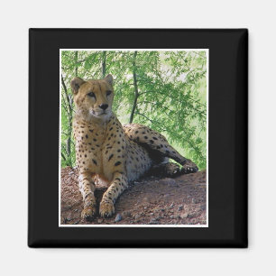 Gepard Magnet