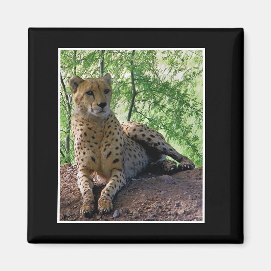 Gepard Magnet (Vorne)