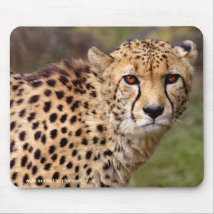 Gepard-Mauspad Mousepad