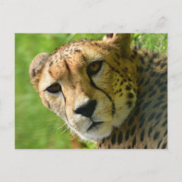 Gepard Nah Postkarte