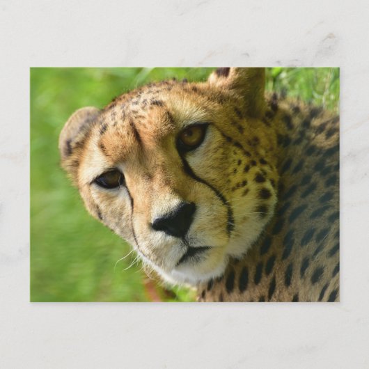 Gepard Nah Postkarte (Vorderseite)