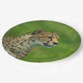 Gepard Pappteller (Schrägansicht)