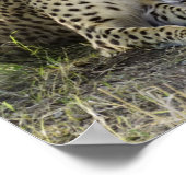 Gepard Poster (Ecke)