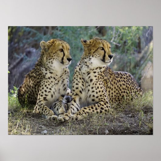 Gepard Poster (Vorne)