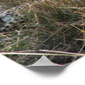 Gepard Poster (Ecke)