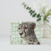 Gepard Postkarte (Stehend Vorderseite)