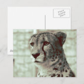 Gepard Postkarte (Vorne/Hinten)