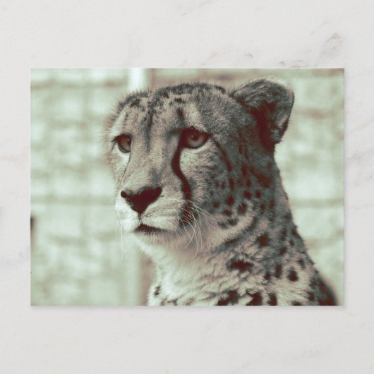 Gepard Postkarte (Vorderseite)