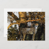 Gepard Postkarte (Vorne/Hinten)