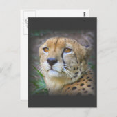 Gepard Postkarte (Vorne/Hinten)