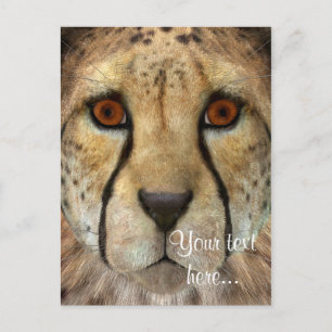 Gepard Postkarte