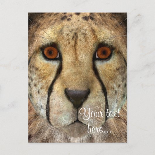 Gepard Postkarte (Vorderseite)