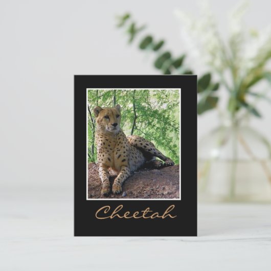 Gepard Postkarte (Stehend Vorderseite)