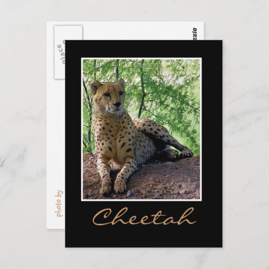Gepard Postkarte (Vorne/Hinten)