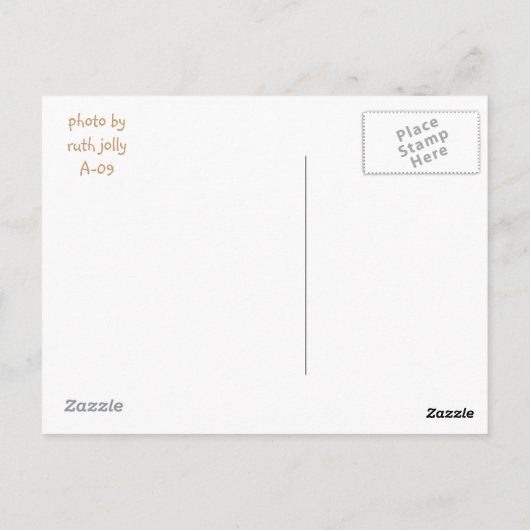 Gepard Postkarte (Rückseite)