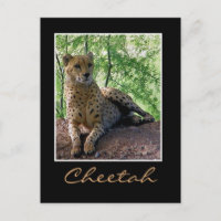 Gepard
