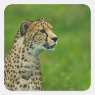 Gepard Quadratischer Aufkleber