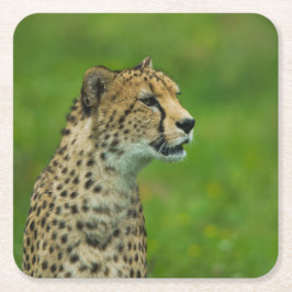 Gepard Rechteckiger Pappuntersetzer