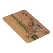 Gepard ruht am frühen Morgen Magnet (Rechte Seite)