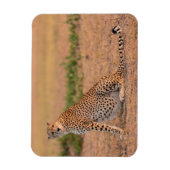 Gepard ruht am frühen Morgen Magnet (Vertikal)