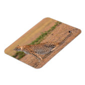 Gepard ruht am frühen Morgen Magnet (Linke Seite)