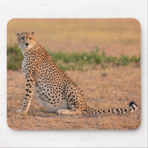 Gepard ruht am frühen Morgen Mousepad