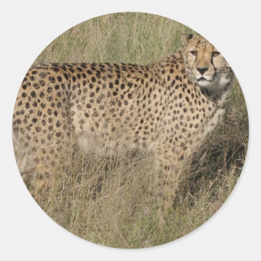 Gepard Runder Aufkleber (Vorderseite)