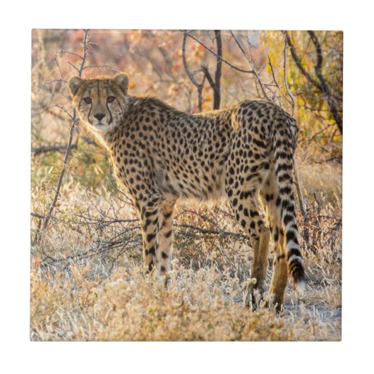 Gepard schaut sich um fliese (Vorderseite)